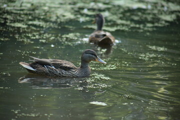 duck in the water