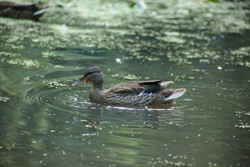 duck in the water