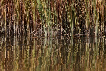 Colorful reed reflected in water background and texture