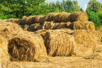 Round rolls of hay are stored in the backyard of the animal farm