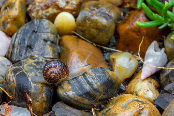 Snail crawling on wet multi coloured rocks
