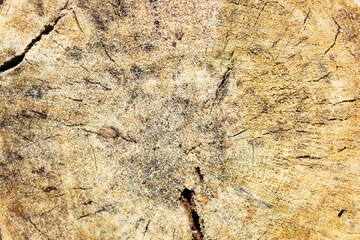 Wooden slice texture of wooden log slices. Stand for natural handmade decor with a rustic branch. Texture of old logs Felled logs lie sideways on a sunny day. There is a lot of old dead forest lying