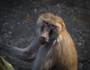 A macaque monkey closeup in a zoo in neunkirchen, copy space