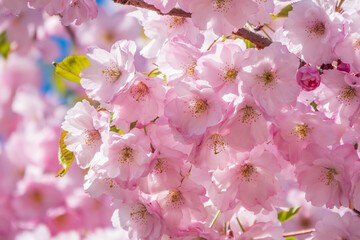 Lush blooming pink sakura blossoms. Spring Background image