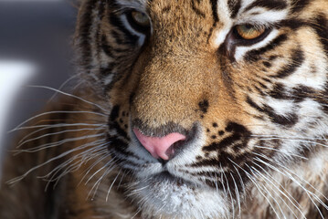 Portrait of a young tiger with snow on the fur.