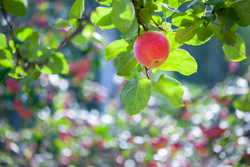 Ripe red apple with leaves on a tree branch in the garden. Harvest apples.