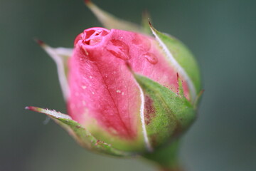 The natural beauty of flowers attracts the eye.