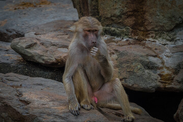 A macaque monkey closeup in a zoo in neunkirchen, copy space
