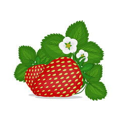 Strawberries with leaves and flowers isolated on a white background. Vector illustration.