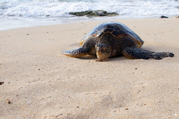 turtle on the beach