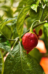 Jalapeño pepper fruit