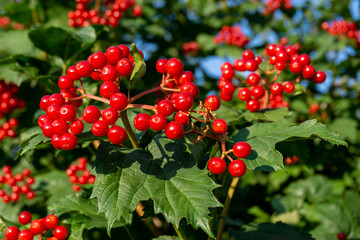 A branch of viburnum with a bouquet of ripe red berries