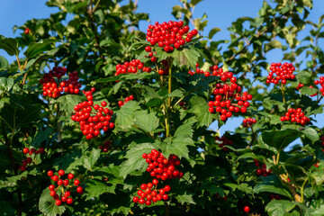 A branch of viburnum with a bouquet of red ripe berries