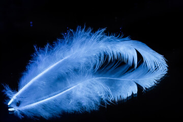 feather