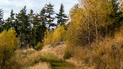Obraz premium mountain path in the forest during the fall season
