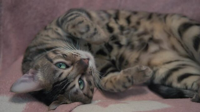 Bengal cat is resting relaxed. The cat loves to caress. the animal squints its eyes in delight. Woman's hand stroking a cat