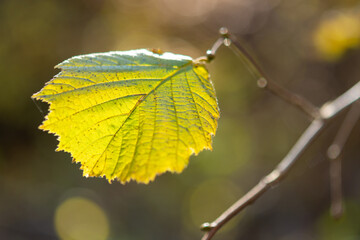 autumn leaves in the forest