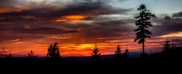 majestic sunset with a forest background