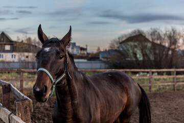 Horse face, attentive brown eyes, horse in nature