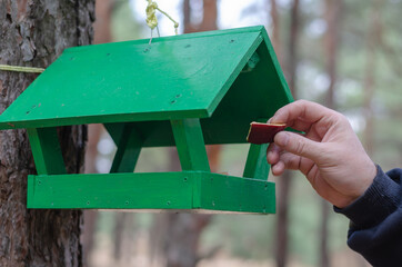 Hand puts a piece of apple in Green wooden feeder for wild birds and animals in the forest.