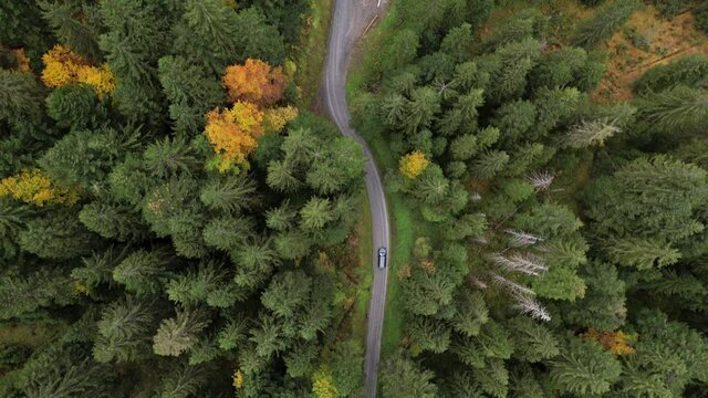 Aerial following a black car driving on a curvy road in a colorful autumn forest