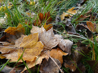 Hoarfrost on fallen colorful autumn leaves.