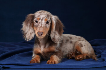 Cute long-haired dachshund puppy on blue background