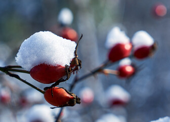 Picture of rose hips under the snow.