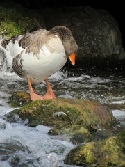 Duck/Goose in the river