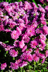 Bright purple chrysanthemum bush with green leaves. Little lilac flowers in the sunlight. The concept of growing flowers. Seasonal autumn flowers.