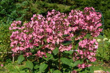 Autumn colors of Rose bushes of tree hydrangea. Hydrangea flowers in the garden of a country cottage against the background of a pine forest.