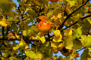 autumnal scenery with gorgeous ripe apples on the apple tree with golden autumn leaves on a sunny October day	
