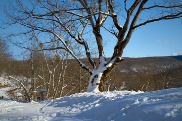 Fototapeta na wymiar Snowy road in a mountain forest.