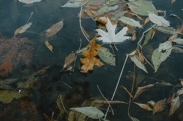 Colourful autumn leaves fallen on water