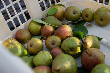 Picked pears in basket