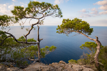 Trees on top of mountains