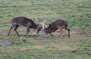 Mule deer fighting in the wilderness