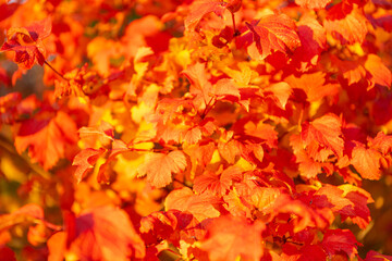 natural beauty. fall season weather. orange autumn leaf background. yellow leaf backdrop.