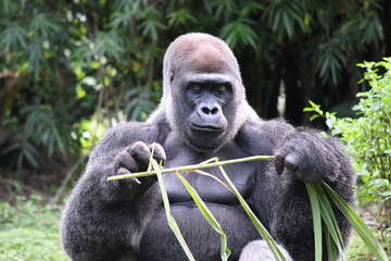 Black gorilla eating plants in the wilderness © Joshua L Burke/Wirestock