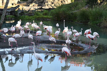 Flock of flamingos at a pond in a park