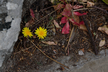 dandelion