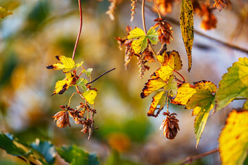 Stems of hops with cones hanging from the branches. In the background beautiful autumn bokeh of warm colors.
