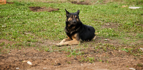 homeless mongrel guard shepherd sitting on the street on the grass