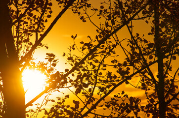 Silhouette of a Tree at Sunset