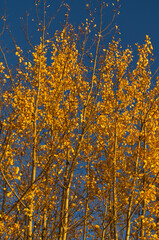 Autumn Trees against a Blue Sky