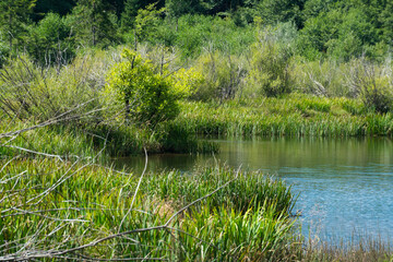 Reeds at the shore of a lake in summer.