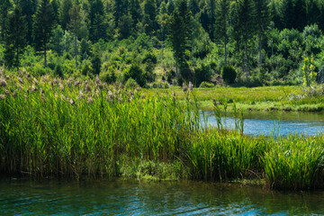 Reeds at the shore of a lake in summer.
