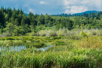 Storm clouds over a lake with reeds at the shore in summer.