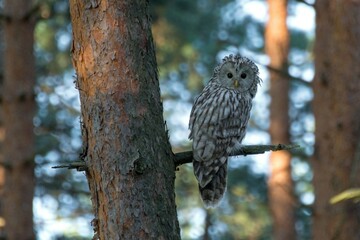 Ural owl