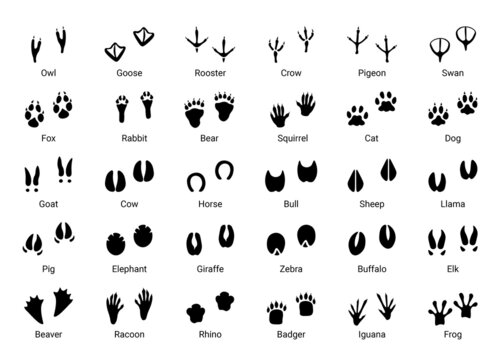 Animal footprint. Black silhouettes of different wild animals and birds steps, cat dog goose pigeon owl crow swan rooster raccoon iguana footprints. Vector set